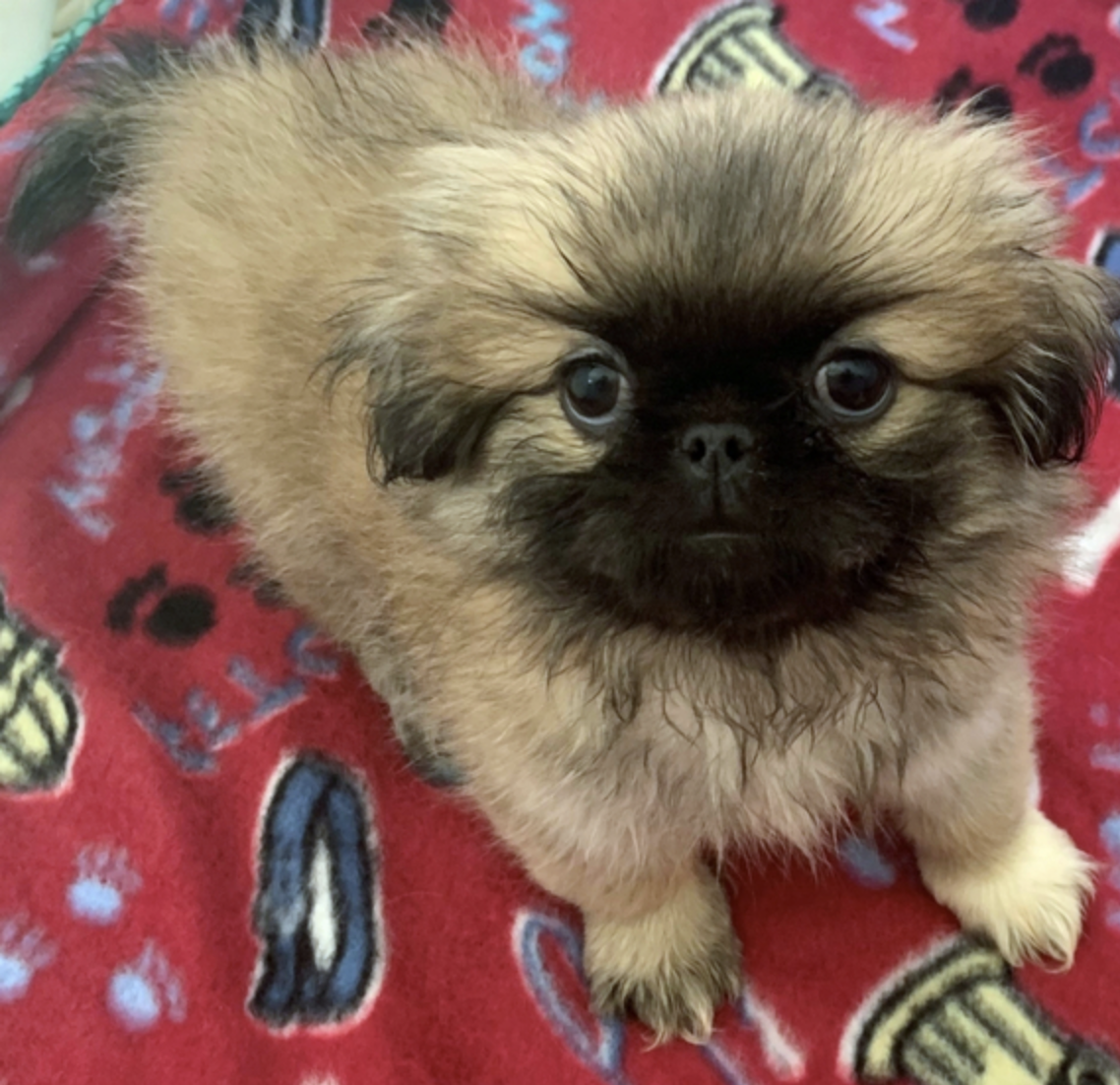 comprar cachorros sanos, baratos y asequibles para la venta